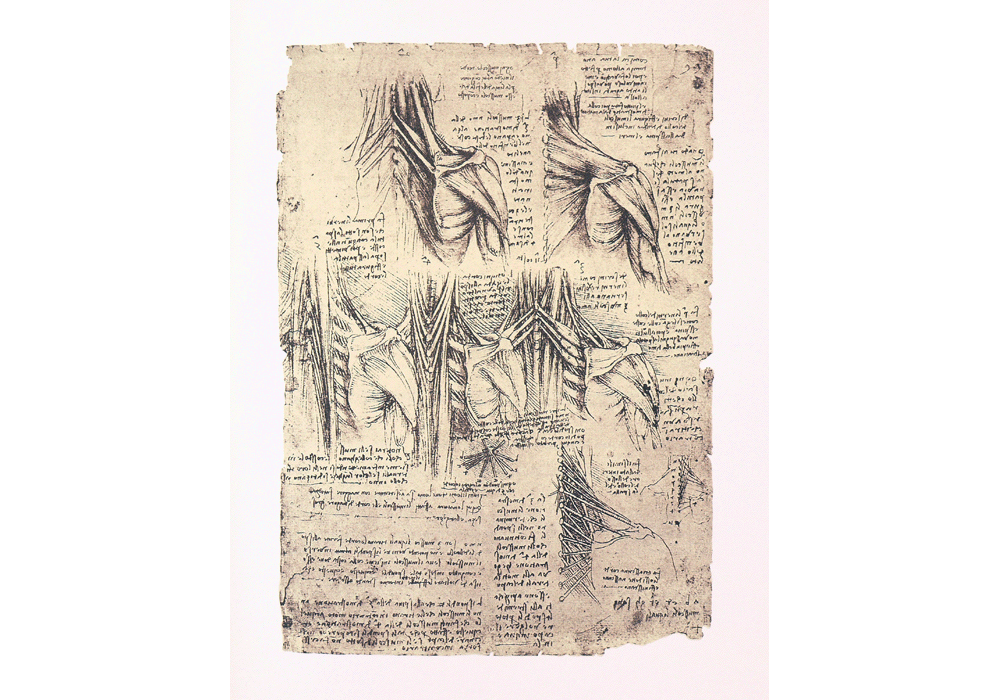 Codice dell'Anatomia. - Leonardo da Vinci - Detalle-3