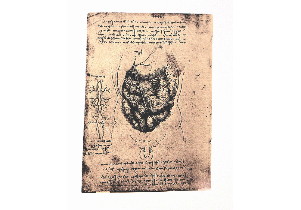 Codice dell'Anatomia. - Leonardo da Vinci - Detalle-7