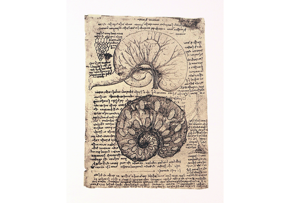 Codice dell'Anatomia. - Leonardo da Vinci - Detalle-8