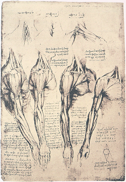 Códice dell'anatomia. Leonardo DA VINCI