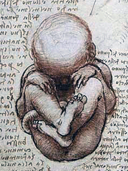 Quaderni di anatomia. Leonardo DA VINCI.
