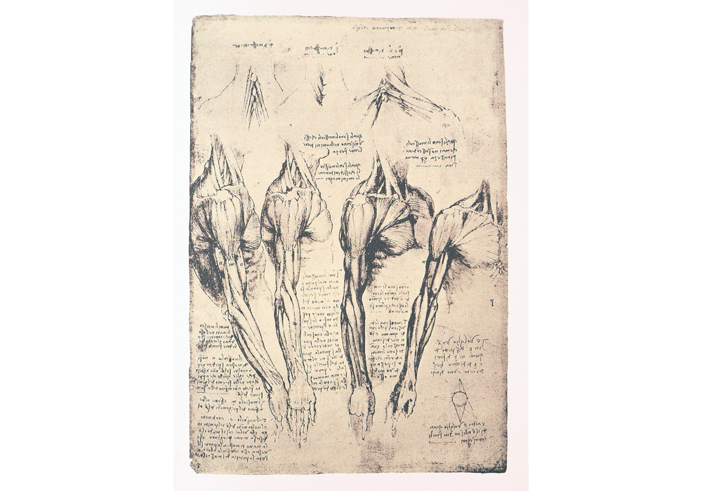 Codice dell'Anatomia. - Leonardo da Vinci - Detalle-2